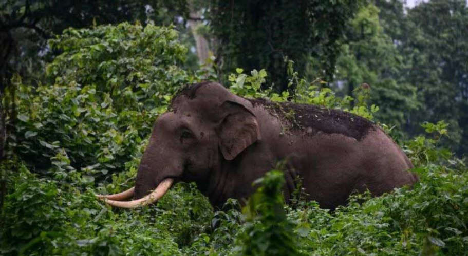 man died in wild elephant attack in pathanamthitta