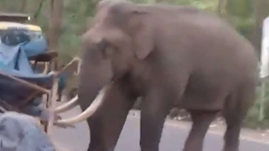 wild-elephant-padayappa-will-be-driven-into-the-forest