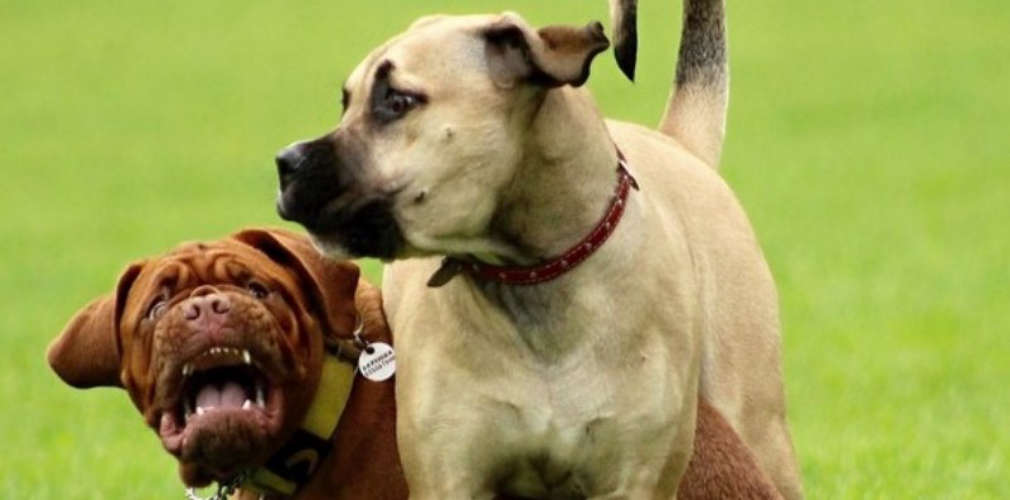 Govt bans 25 ferocious dog breeds notice to central goverment