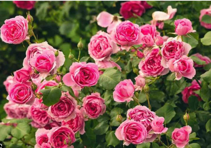 How to care for a rose plant