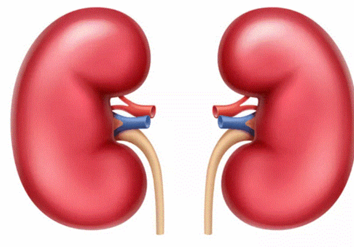 Kidney matters