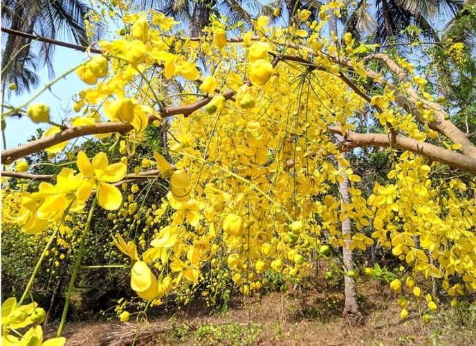 Golden shower tree Health benefits and nutritional value