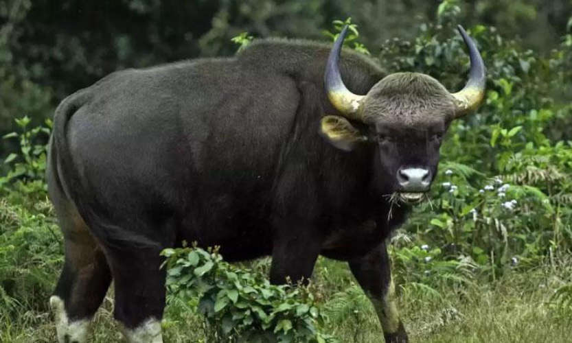 One person died in a wild buffalo attack