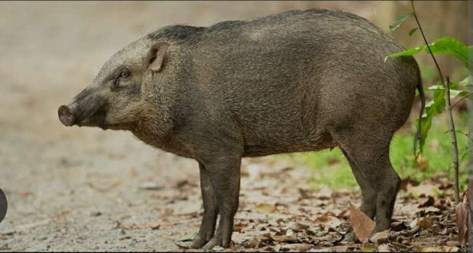 Wild boar jumps over bike: passenger injured