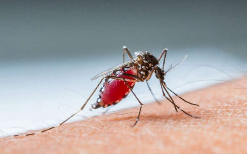 alert by health department on dengue fever spread