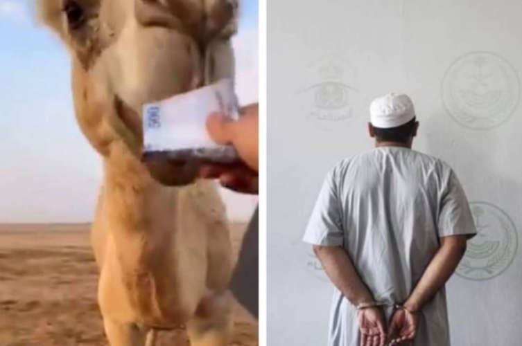 Saudi citizen arrested for feeding camels with notes
