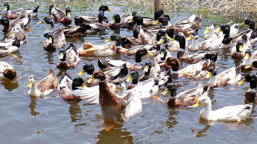 alappuzha bird flue spreads test 