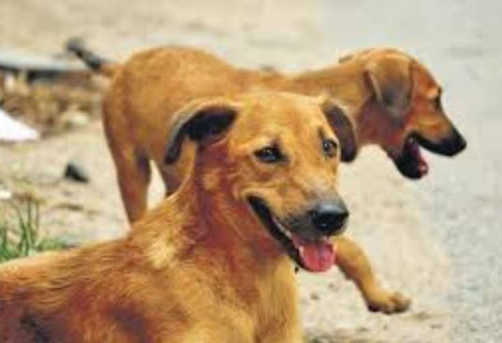 stray dogs attack in calicut