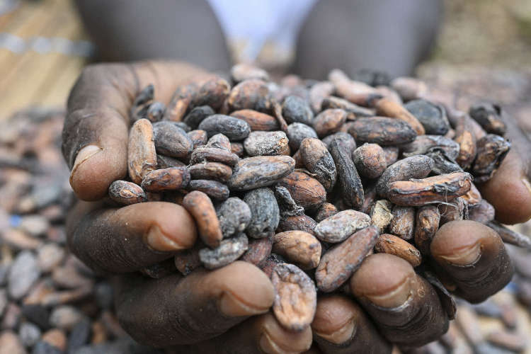 farmers not getting hiked price of cocoa