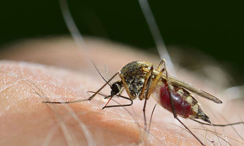 UAE prepares for mosquito eradication