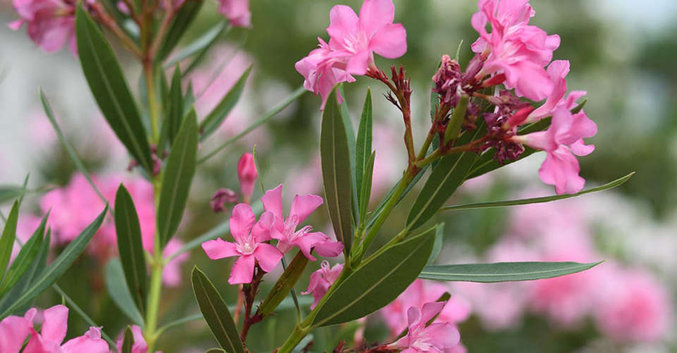 cow-and-calf-died-after-eating-poisonous-plant-leaves