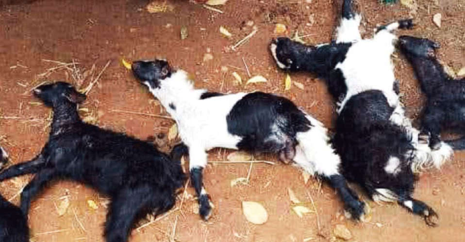 Six goats were bitten by stray dogs