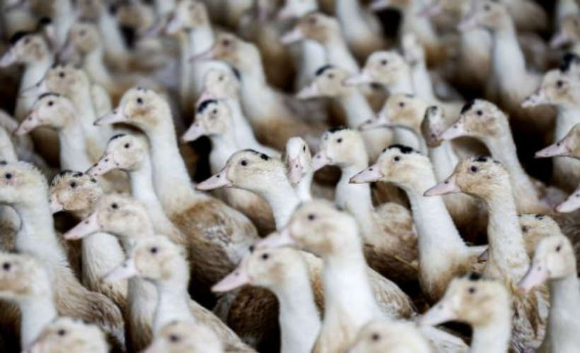 Ducks infected with bird flu were killed