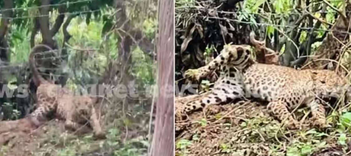 Tiger trapped in wire fence