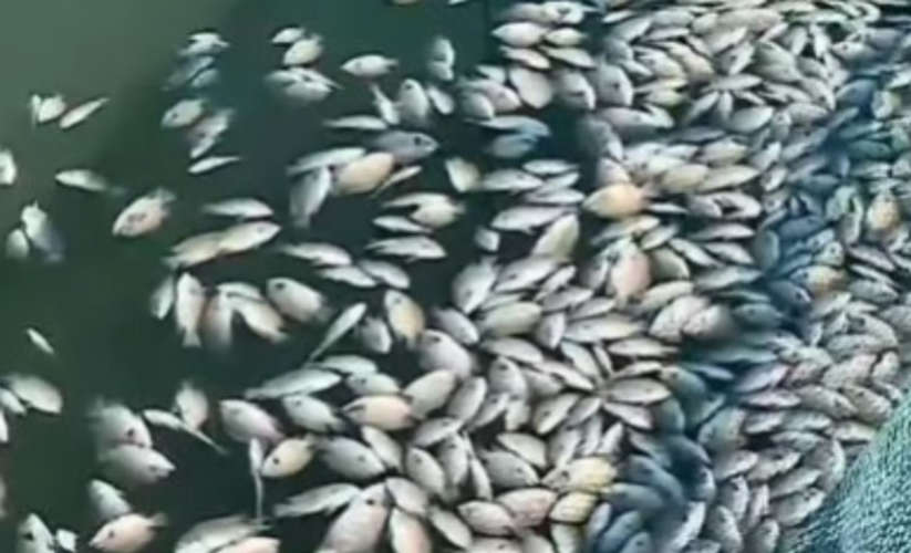 confirmed: fish died in Periyar due to chemical pollution