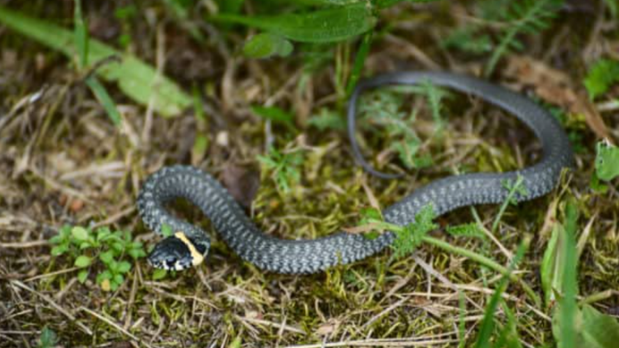 prevent snakes entering house