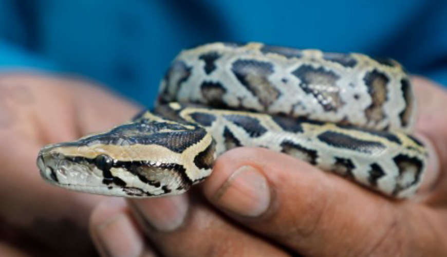 Baby python inside helmet