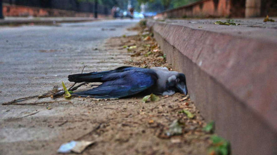 Bird flu confirmed in crows at Cherthala
