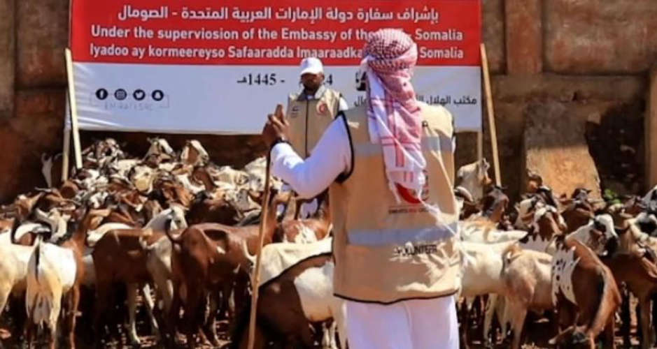 ERC provided sacrificial animals in Somalia and Yemen
