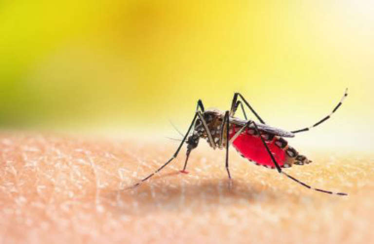 Malaria - Symptoms & causes-latest updation