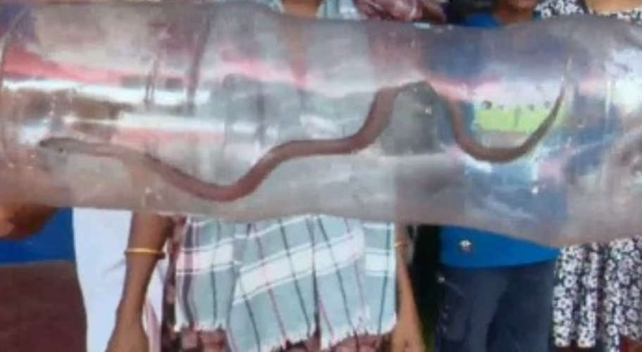 /woman-bitten-by-snake-at-chittur-government-taluk-hospital-chittur