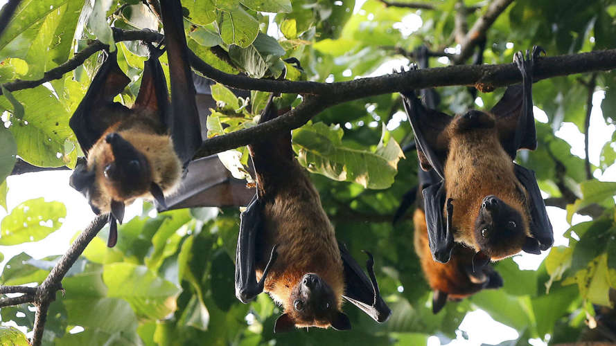 Nipah Virus Concerns Easing