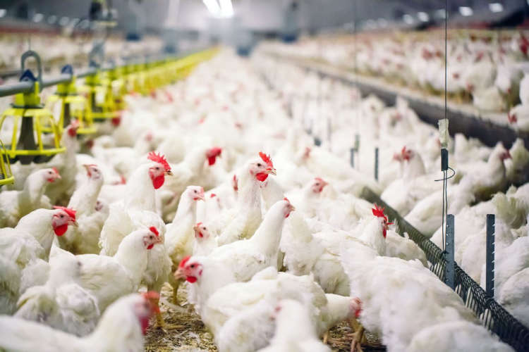 Chicken Prices Plummet Leaving Poultry Farmers in  Struggling