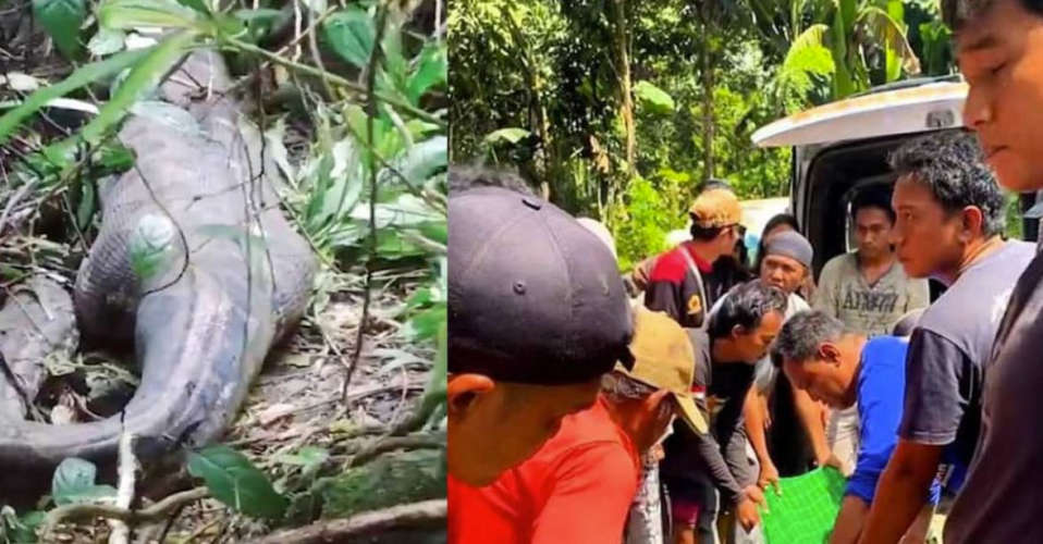 The young woman was found in the stomach of the python