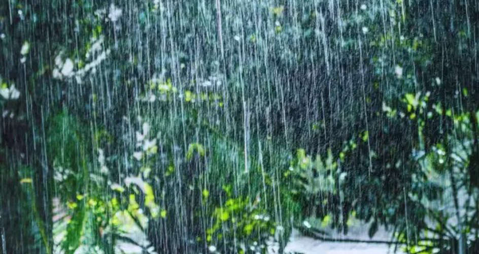 Heavy Rain Warning Issued for Seven Districts in Kerala Orange Alert