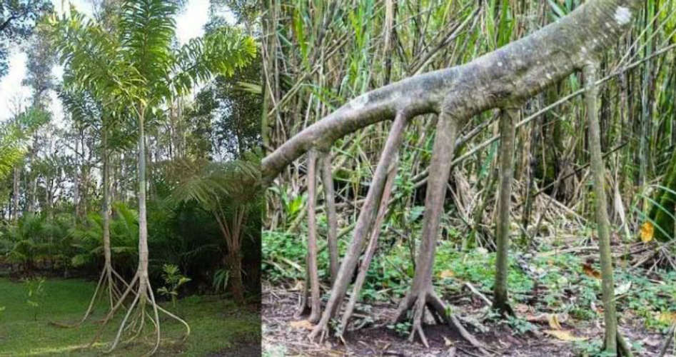 Trees that can walk through the forest