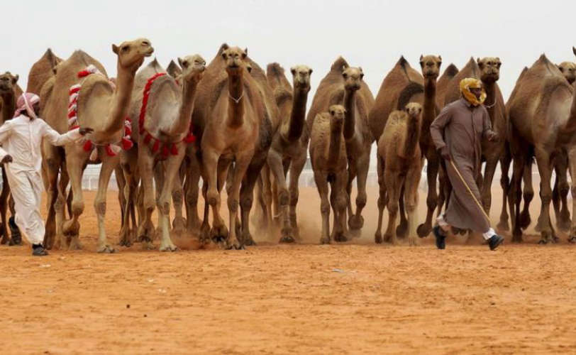 Saudi University with Diploma Course in Camel Breeding and Care