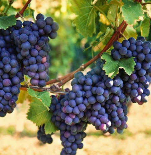 best fruit grapes