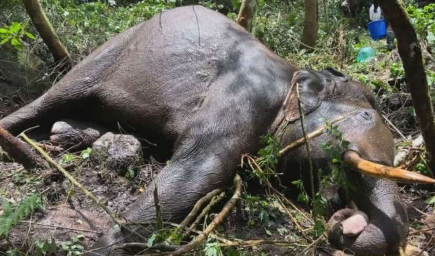 Injured Elephant Dies After Attack by Rival Elephants in Idukki