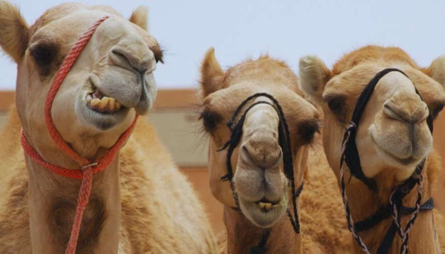 Failure of camel husbandry in Kuwait Three people were arrested