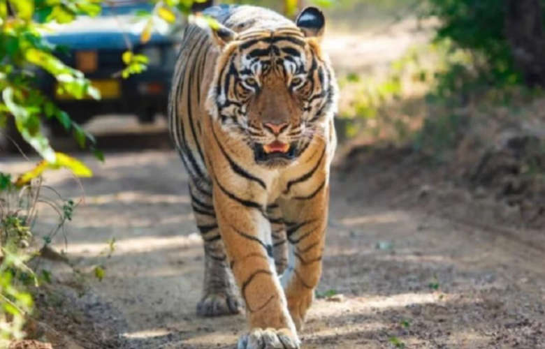 Fake Tiger Sighting 3 Held for Spreading Rumors in Kerala