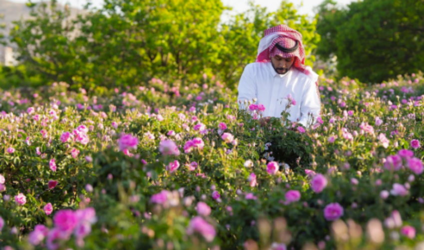 Saudi with rose cultivation and indigenization