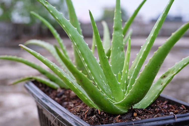 Aloevera is not just a banana it has many benefits