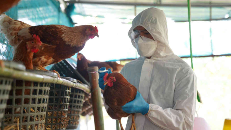 bird-flu-control-in-three-taluks-of-kottayam-district-latest