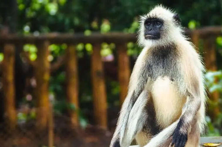 thiruvanathapuram-zoo-3-hanuman-monkey-gray-langur-escaped