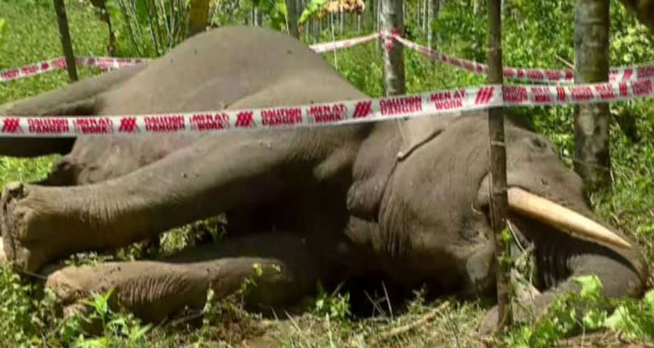 Coconut Plucker Gets Electrocuted from Power Line While Working