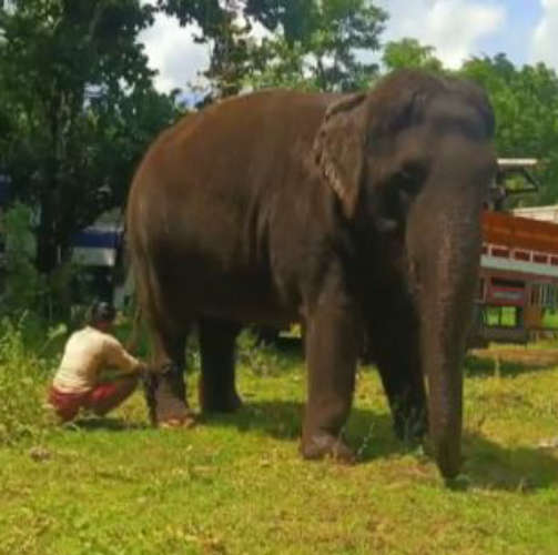 Got an elephant called Puthupalli Sadhu  Try to persuade