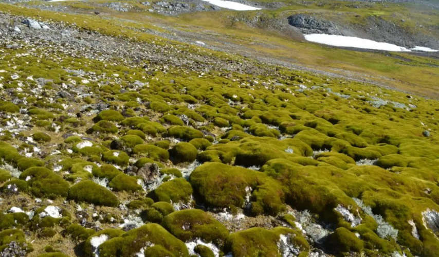 Antarctic Plant Life Sees Tenfold Increase Study Reveals