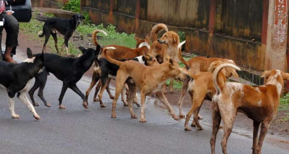 12 people were injured by stray dogs in Ullyeri