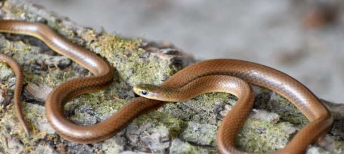 Snake in AC coach of Vasco da Gama Express