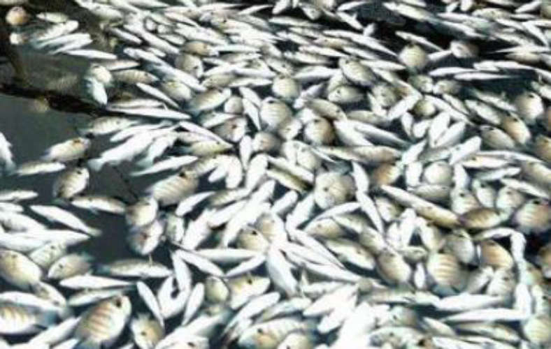  large numbers of fish deaths report in Ashtamudi Bay Kollam