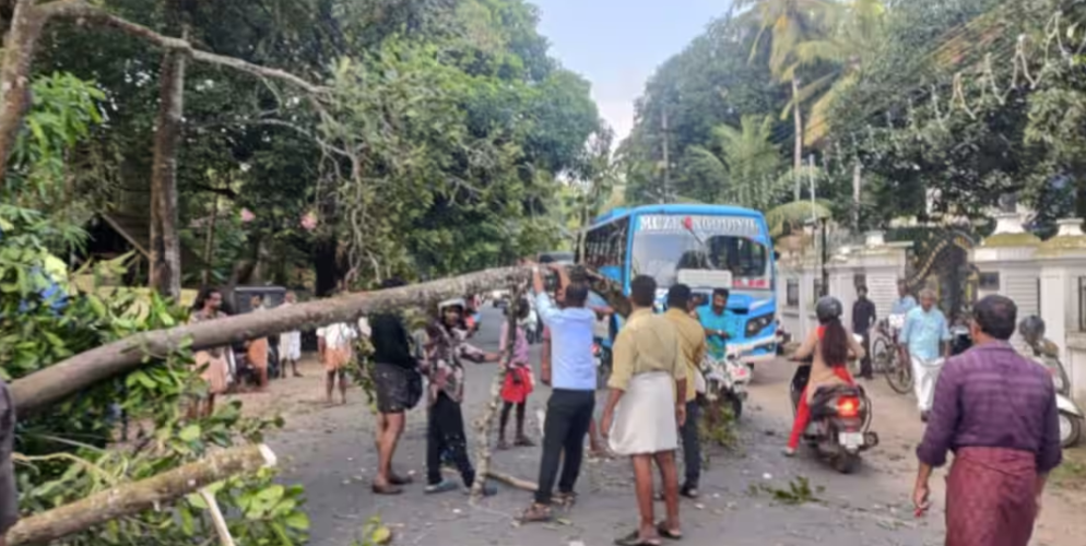 The tree fell onto the state highway Street vendor injured